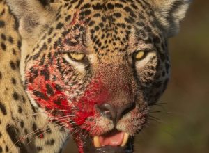 o-pantanal-te-entrega-momentos-incriveis-como-nesse-dia-que-a-aracy-tinha-acabado-de-se-alimenta-2-1-